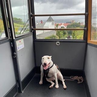 A white dog with a harness on riding in the cable car.