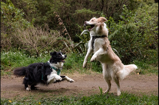 Get those tails wagging: Best off-leash dog parks in Pōneke