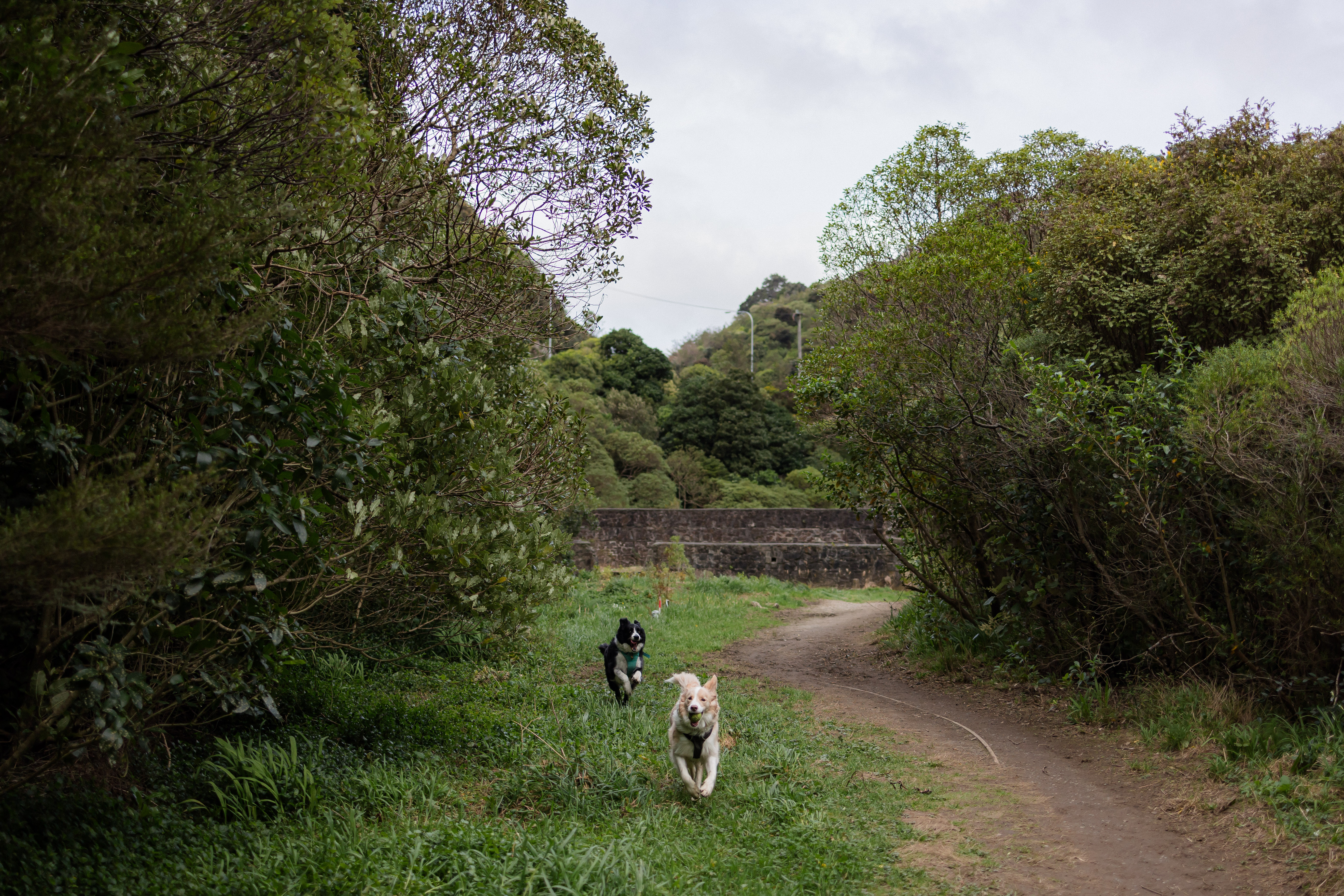 Get those tails wagging Best off leash dog parks in P neke News and information Wellington City Council