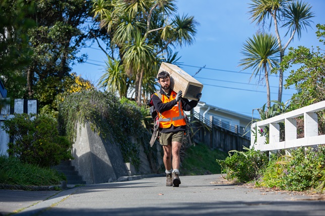 Predator Free Wellington volunteer carries predator trap along street 