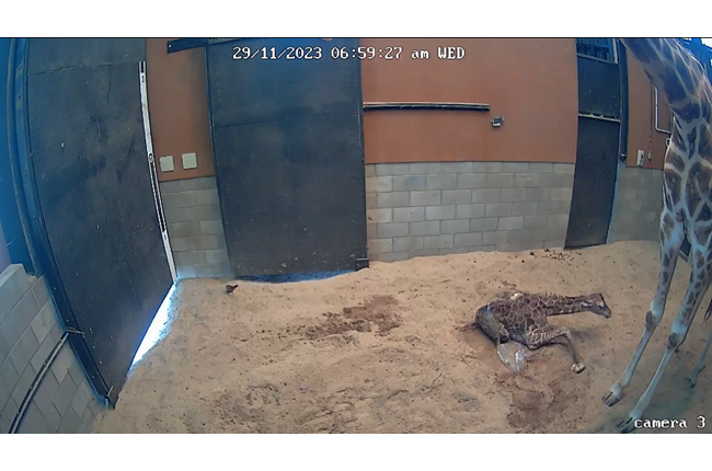 Wellington Zoo welcomes new-born baby giraffe