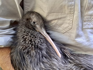 A Kiwi in the arms of a person wearing a beige uniform.