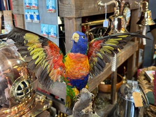 Taxidermy parrot sitting on a branch.