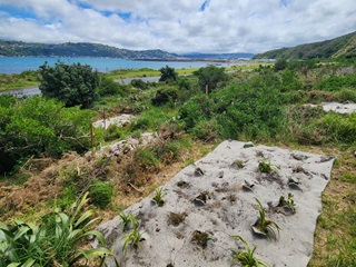 Planting site up on a hill with the harbour in the background.