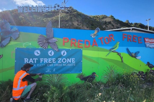 Predator Free Wellington to expand efforts citywide