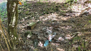 Remnant on a stoat playsite in a forest.