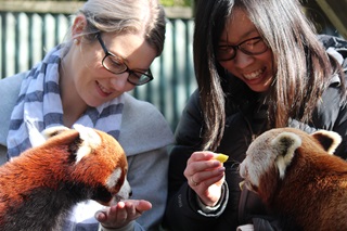 Two people feeding red pandas on their lap.