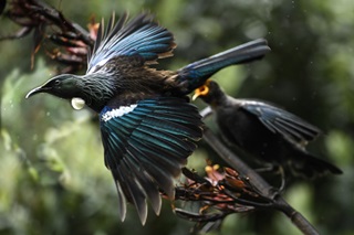 A tui in flight.