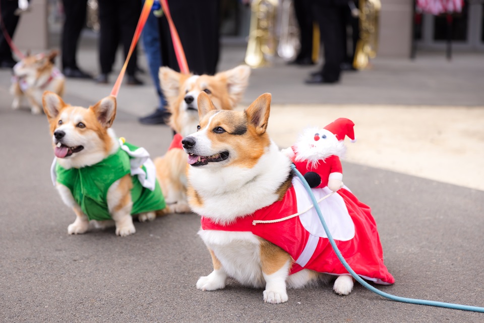 Four corgis dressed up in festive attire during a Christmas in the Quarters event.