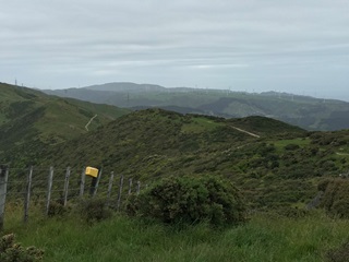 Yellow trap on the fenceline.