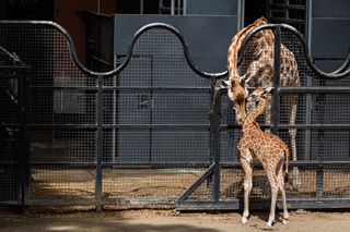 Baby giraffe and her mum cuddling by a fence.