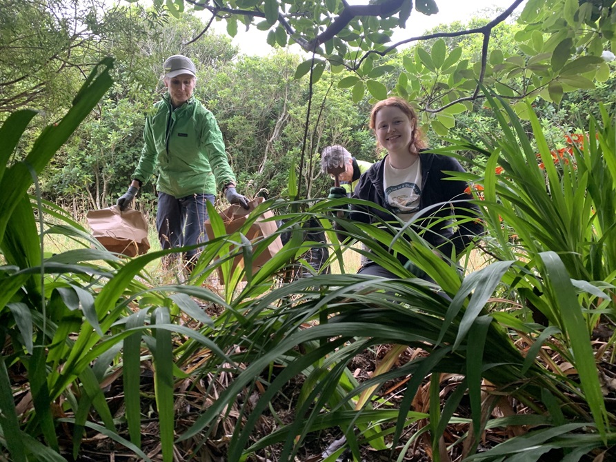 Four people tending to vegetation at Makara Peak.