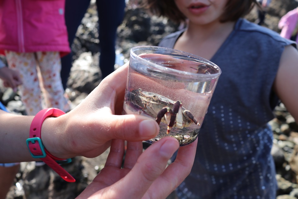 People look at crab in jar during City Nature Challenge event.