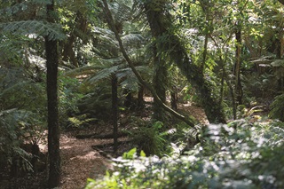 Close up of a track going through the bush.