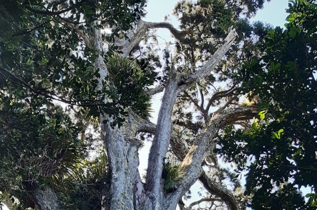 Ancient rimu at Ōtari-Wilton's Bush finalist for Tree of the Year