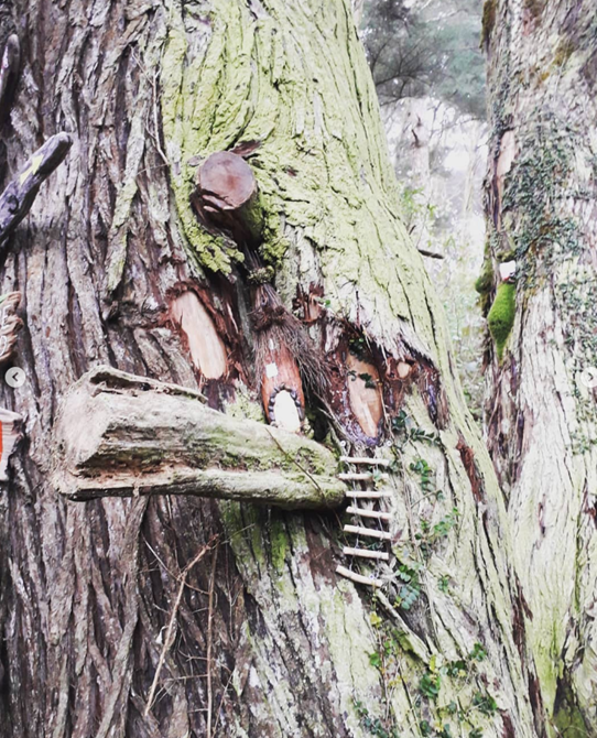 Image of a small fairy house in a tree with a ladder going up.