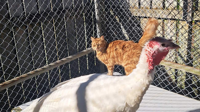 picture of colin the cat and the turkey