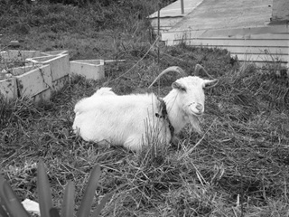 Goat in a yard.