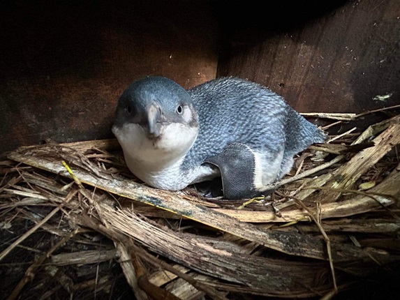 Little blue penguin nesting in a box and looking at the camera.