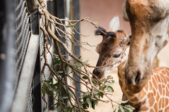 Image of baby giraffe and mother eating at Te Nukuao Wellington Zoo