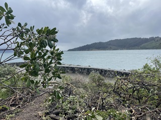 Image of karo plant at Greta Point