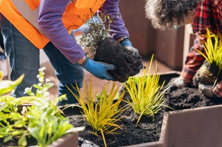 image of Volunteers planting planter boxes