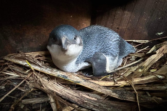 Don’t flipper coin, vote kororā for Bird of the Year 