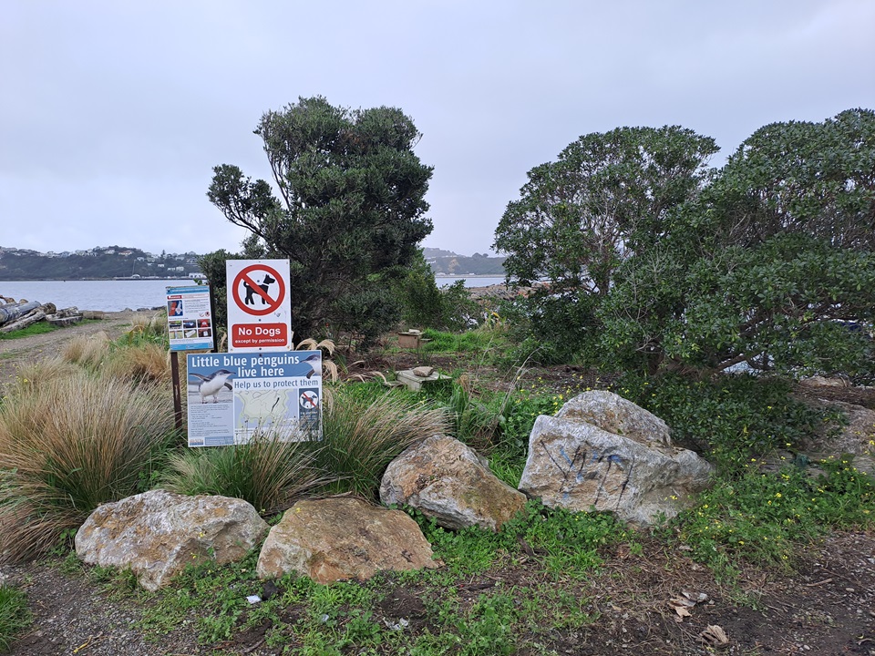 Signs to show public that penguins are nesting the coastal area.