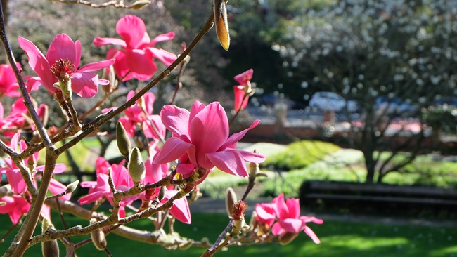 Pink magnolia in bloom in Botanic Garden ki Paekākā