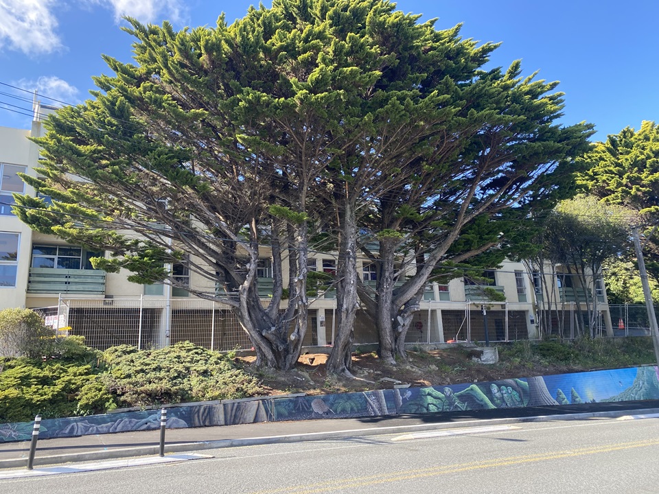 Tree in front of Granville apartments with fencing around building in background.