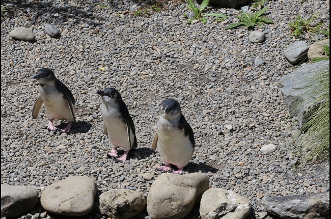 Three kororā on coast heading to sea.