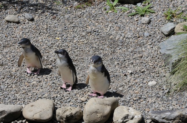 Help kororā fight their living crisis  
