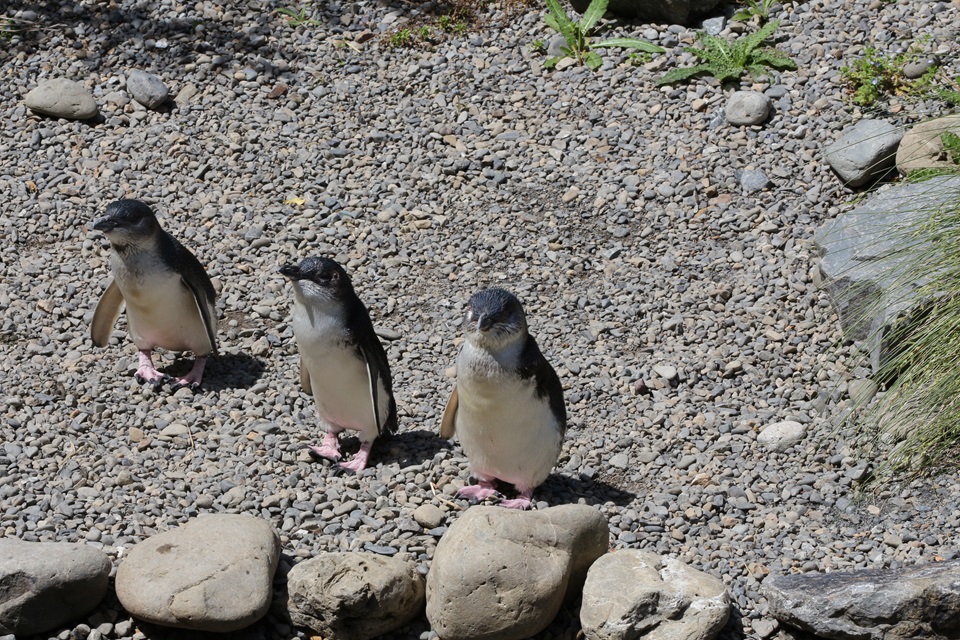 Three kororā on coast heading to sea.