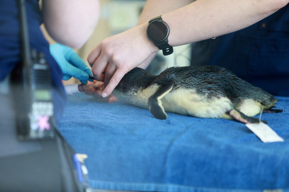 Injured kororā being operated on at Wellington Zoo's The Nest.