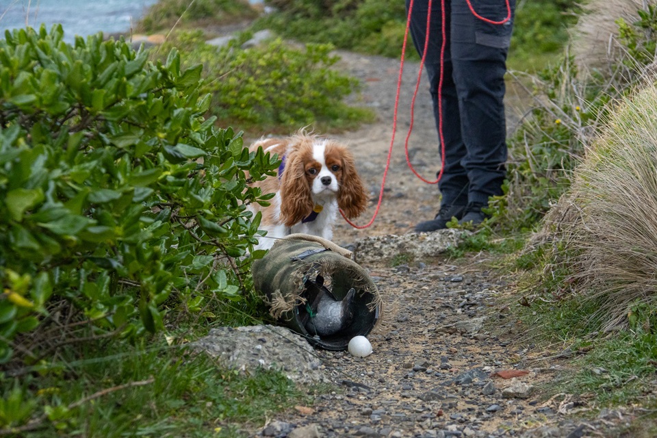 Kate and dog Evie on kororā avoidance training course on Southern coastline.