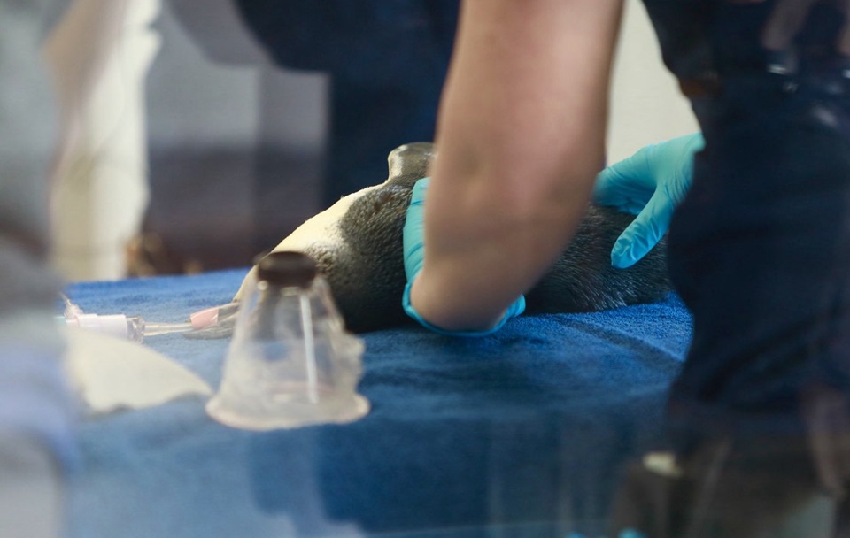 Image of Korora getting surgery at the nest wellington zoo