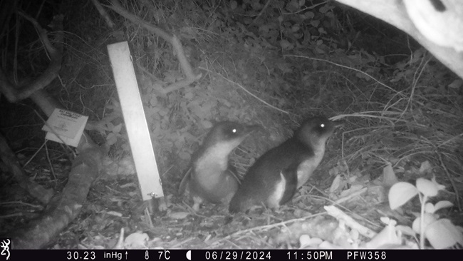 Image of two kororā on the Predator Free Wellington trail cam