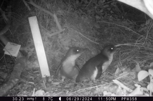 How we’re protecting one of Wellington's smallest residents 