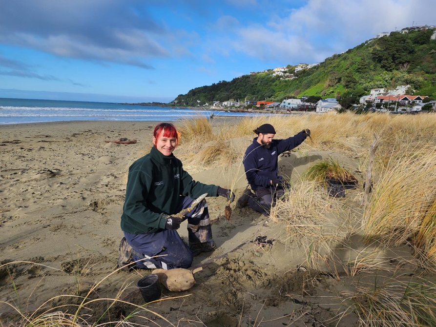 Two gardeners working on sand dunes on the edge of a beach.