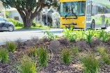 Close up of plants in Island Bay with a yellow double decker bus behind it.
