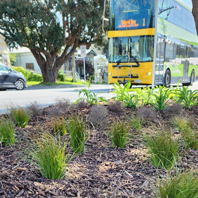 Close up of plants in Island Bay with a yellow double decker bus behind it.