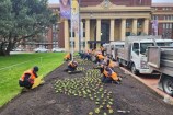 A group of people bent down over a garden, tending to plants with gardening trucks to the side of them.