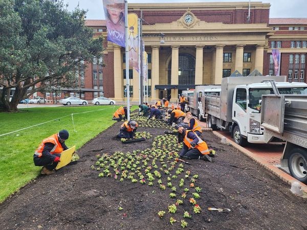 A group of people bent down over a garden, tending to plants with gardening trucks to the side of them.