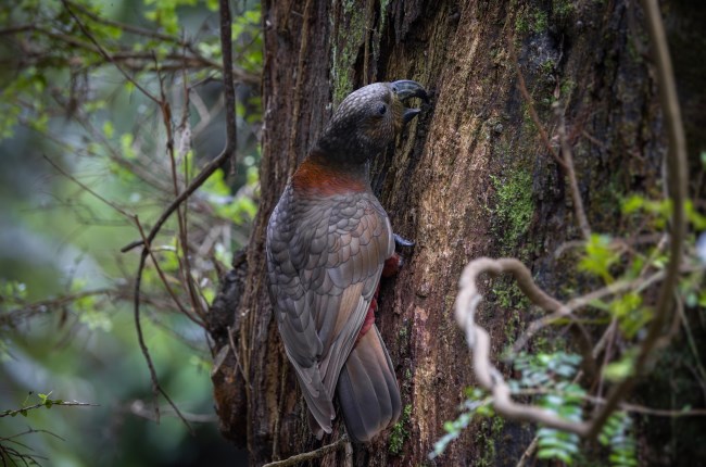 The circle of life: Meet the returning kākācam star