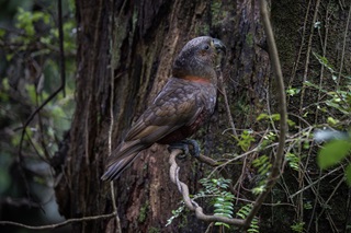 Kākā on a tree surrounded by greenery.