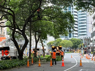 Arborists working in trees on Lambton Quay.
