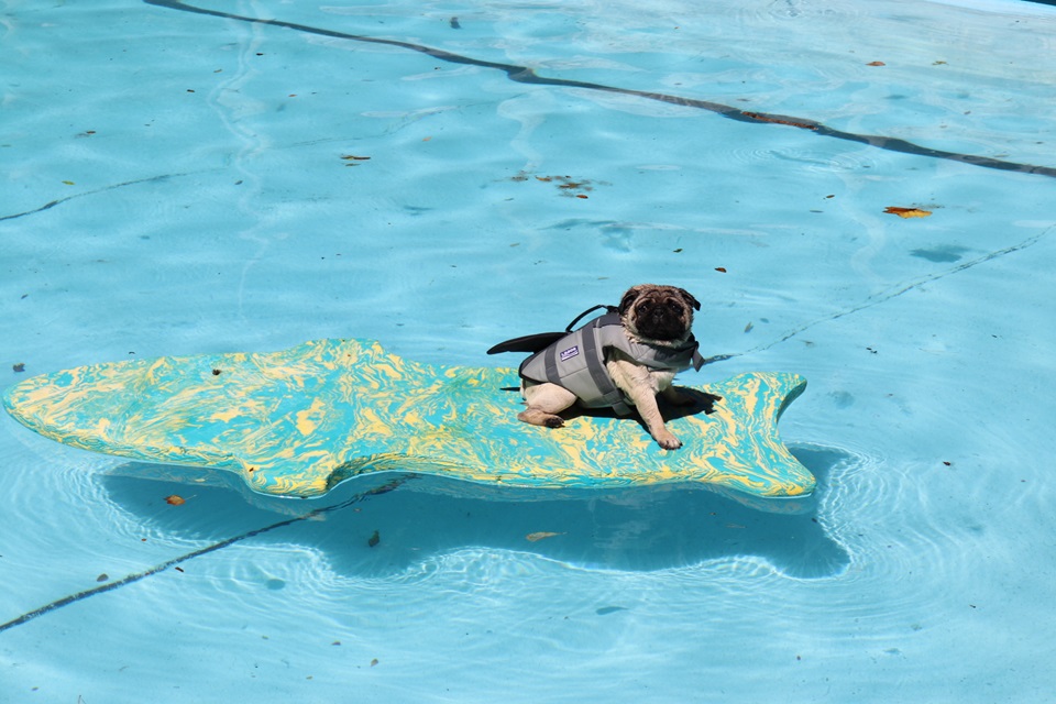 A pug dog sits on floatation device at annual Khandallah Pool Dogs n Togs event