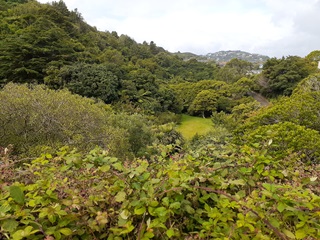 Close up of a bushy reserve with hills in the background.
