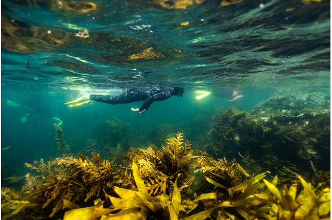 Kelp out our seaweed forests in Wellington