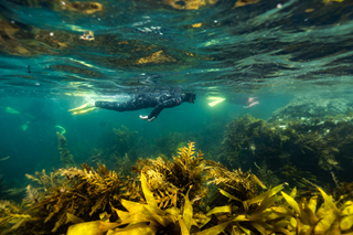 Underwater shot of person swimming in a wet suit, navigating through a seaweed forest.